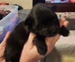 Small #3 Pomeranian