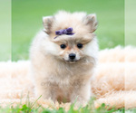 Small #1 Pomeranian