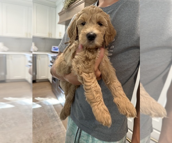Medium Photo #1 Goldendoodle Puppy For Sale in CAPE MAY COURT HOUSE, NJ, USA