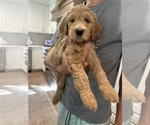 Puppy Bay Goldendoodle