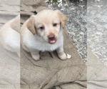 Small #1 Chihuahua-Labrador Retriever Mix