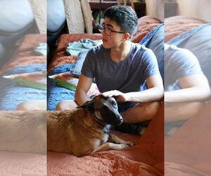 Cheyenne - Female Mutt Dog for Adoption - Photo #5