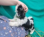 Puppy Neon collar Shih Tzu