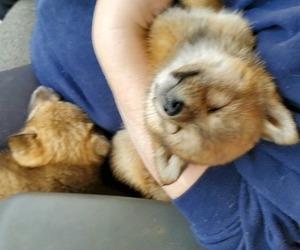 Shiba Inu Puppy for sale in PERHAM, MN, USA