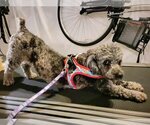 Small Photo #6 Poodle (Miniature) Puppy For Sale in St. Louis Park, MN, USA