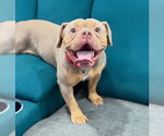 Small #2 Bulldog Mix