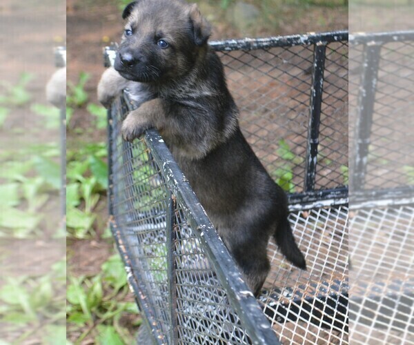 Medium Photo #2 German Shepherd Dog Puppy For Sale in POWDER SPRINGS, GA, USA