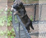 Small #1 German Shepherd Dog