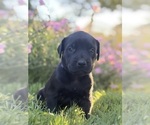 Puppy Lila Cane Corso-Doberman Pinscher Mix
