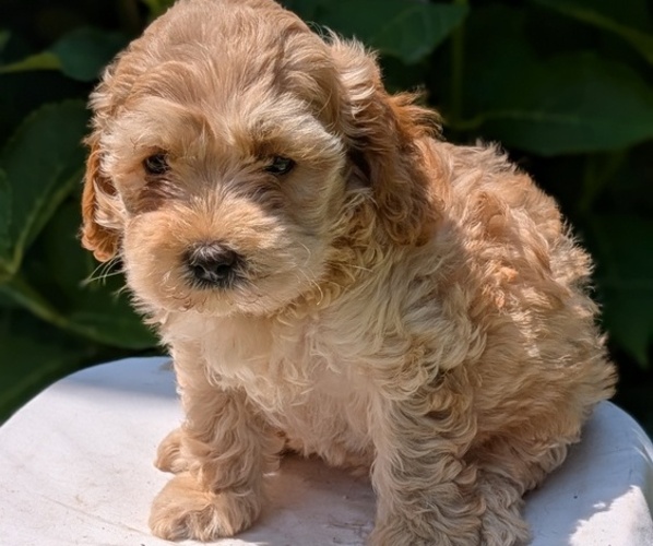 Medium Photo #16 Cavapoo Puppy For Sale in GOSHEN, IN, USA