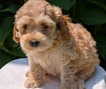 Small Photo #16 Cavapoo Puppy For Sale in GOSHEN, IN, USA