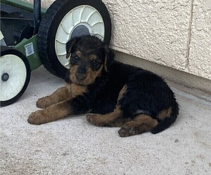 Airedale Terrier Puppy for sale in SIERRA VISTA, AZ, USA