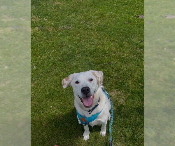 Medium Photo #4 Mutt Puppy For Sale in Holland, MI, USA