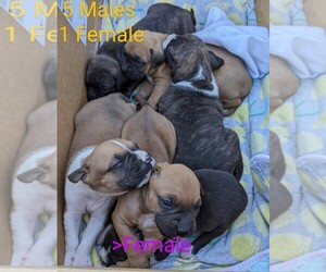 Boxer Puppy for sale in BLOOMINGTON, CA, USA