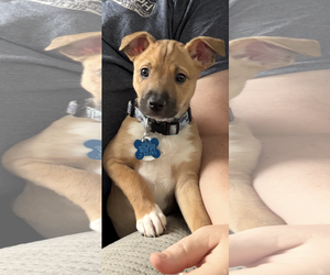 American Staffordshire Terrier-Unknown Mix Dogs for adoption in Minneapolis, MN, USA