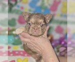 Small #1 French Bulldog