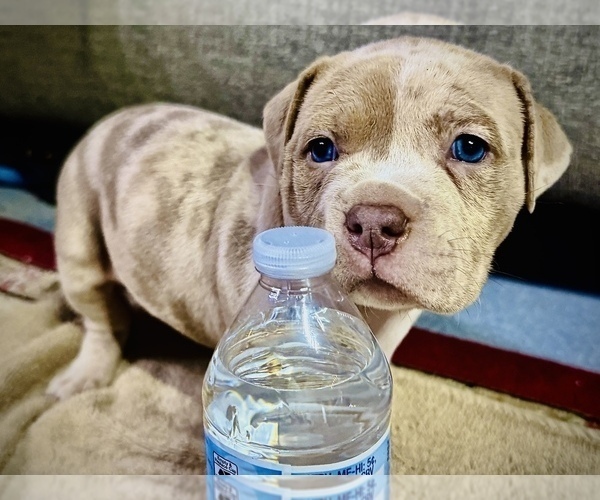 Medium Photo #3 American Bully Puppy For Sale in GROVE CITY, MN, USA