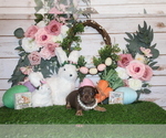 Small Photo #45 Chihuahua Puppy For Sale in CHARLESTON, AR, USA