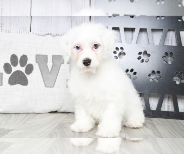 Medium Photo #1 Miniature Bernedoodle Puppy For Sale in MARIETTA, GA, USA