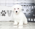 Small Photo #1 Miniature Bernedoodle Puppy For Sale in MARIETTA, GA, USA
