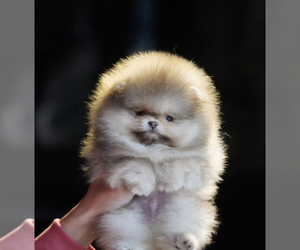 Pomeranian Puppy for Sale in ROANOKE, Virginia USA