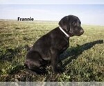 Puppy Frannie Labrador Retriever
