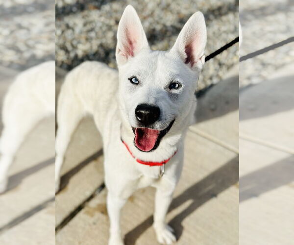 Medium Photo #1 Siberian Husky Puppy For Sale in Jackson , NJ, USA