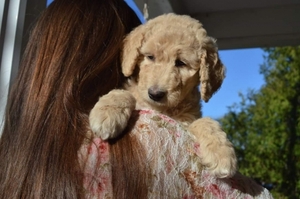Poodle (Standard) Puppy for sale in vesper, WI, USA