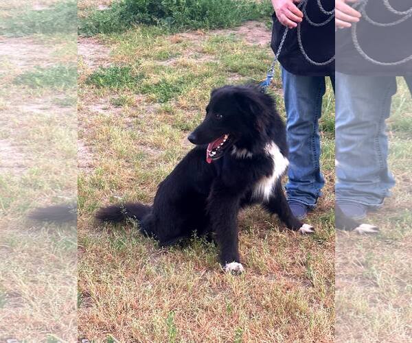 Medium Photo #3 Border Collie Puppy For Sale in Paso Robles, CA, USA