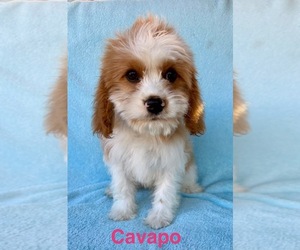 Cavapoo Puppy for sale in FAIR HAVEN, MI, USA