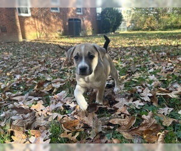 Medium Photo #2 Labrador Retriever-Unknown Mix Puppy For Sale in Raleigh, NC, USA