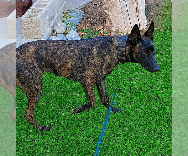 Medium Photo #1 Belgian Malinois Puppy For Sale in SACRAMENTO, CA, USA