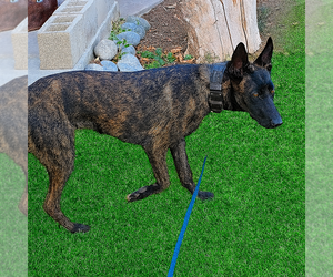 Mother of the Belgian Malinois puppies born on 04/27/2025