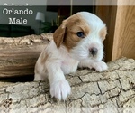 Puppy Orlando Cavalier King Charles Spaniel