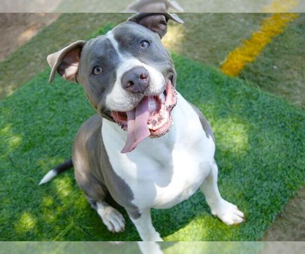 Medium Photo #3 American Staffordshire Terrier Puppy For Sale in Tallahassee, FL, USA