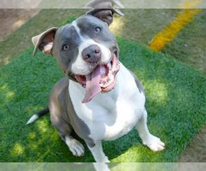 WADE - Male American Staffordshire Terrier Dog for Adoption - Photo #3