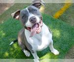 Small #2 American Staffordshire Terrier