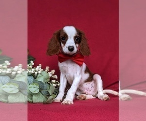 Cavapoo Puppy for sale in STEVENS, PA, USA