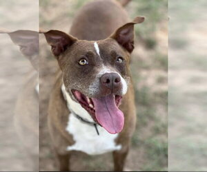 Mutt Dogs for adoption in Sterling, MA, USA