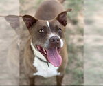Buster 3yrs (AVA 10/21) - Male Mutt Dog for Adoption - Small photo