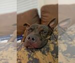 Small #3 Staffordshire Bull Terrier Mix