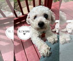 Small #5 Bichon Frise Mix