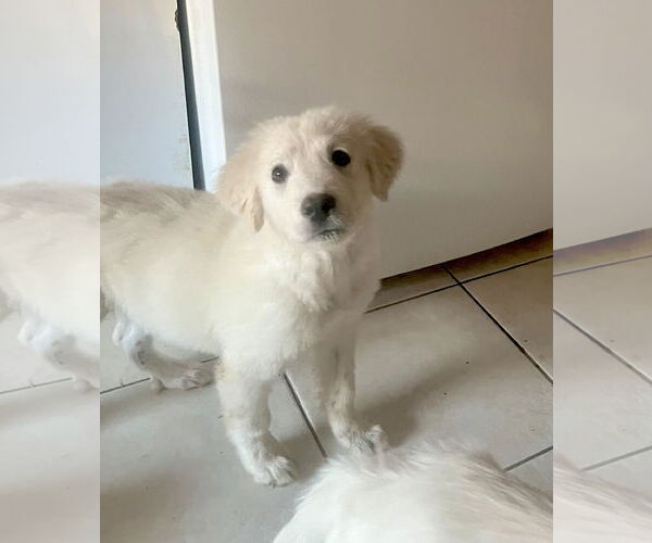 Medium Photo #4 Great Pyrenees Puppy For Sale in Spring, TX, USA