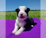 Small Photo #20 Border Collie Puppy For Sale in NORBORNE, MO, USA