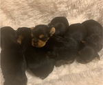 Small Photo #7 Yorkshire Terrier Puppy For Sale in W WARWICK, RI, USA