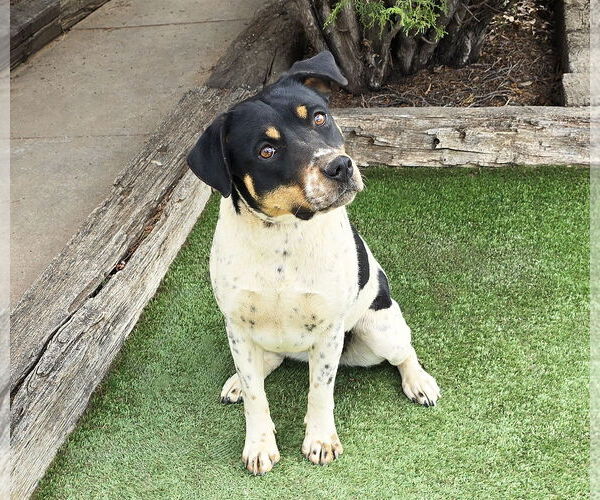 Medium Photo #2 American Staffordshire Terrier-Unknown Mix Puppy For Sale in Albuquerque, NM, USA