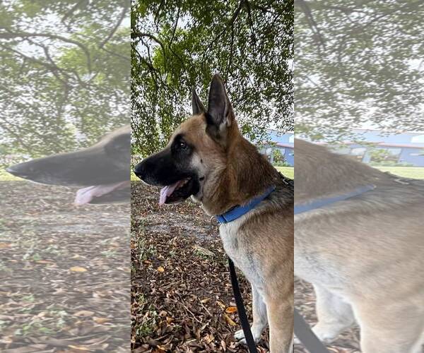 Medium Photo #7 German Shepherd Dog Puppy For Sale in Plantation, FL, USA