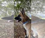 Small #6 German Shepherd Dog