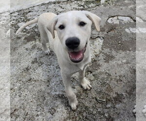 Labrador Retriever Dogs for adoption in Tracy City, TN, USA