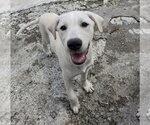 Small Labrador Retriever